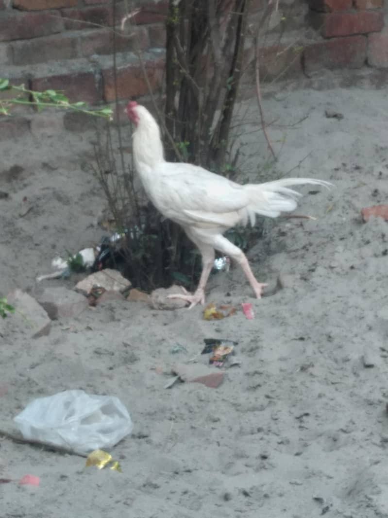 white aseel 3