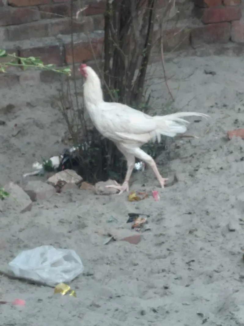 white aseel — photo 4