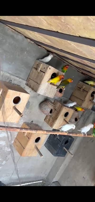 Lovebirds pair