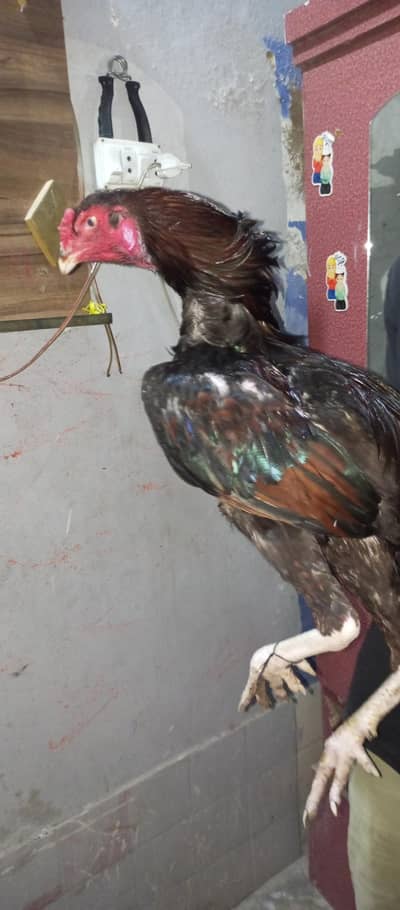 mianwali high quality breed Aseel