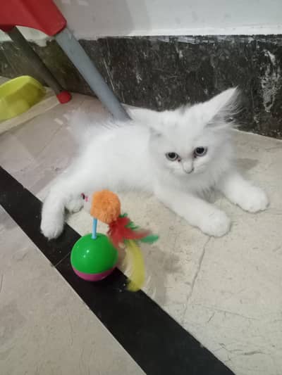 hi here is persian cate very cute avalible for sel