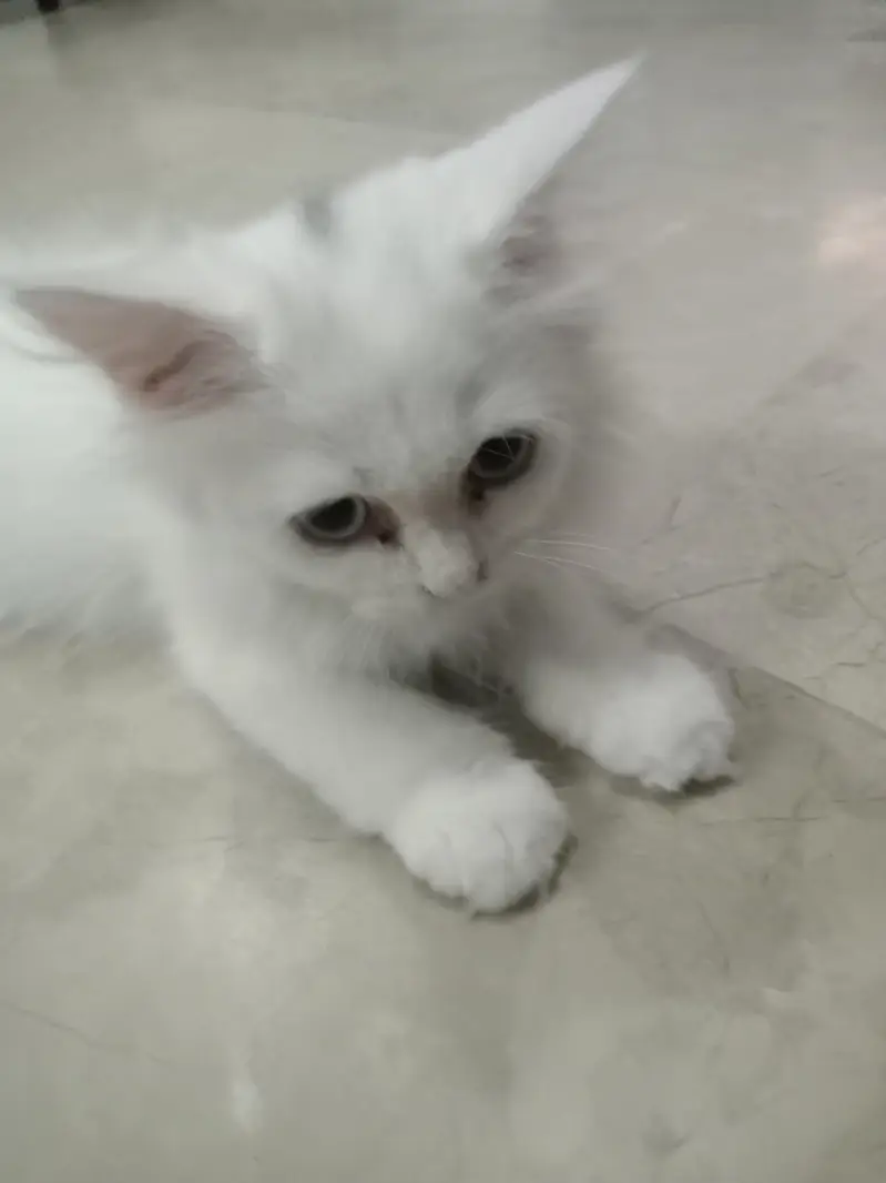 hi here is persian cate very cute avalible for sel — photo 2
