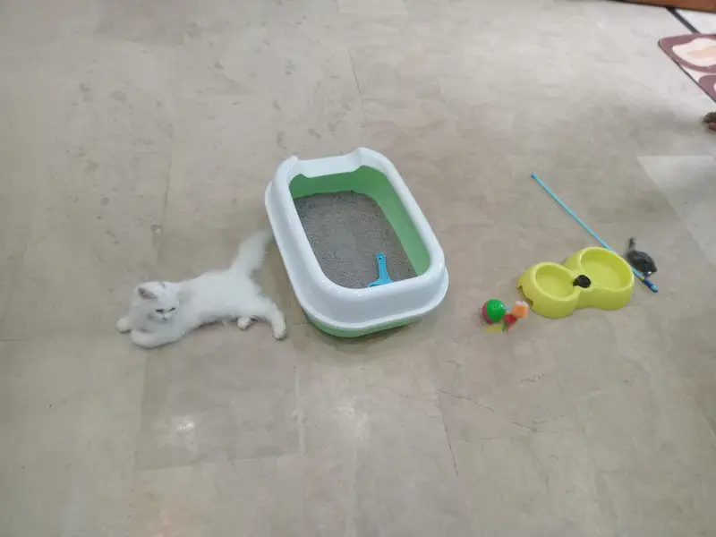 hi here is persian cate very cute avalible for sel — photo 3