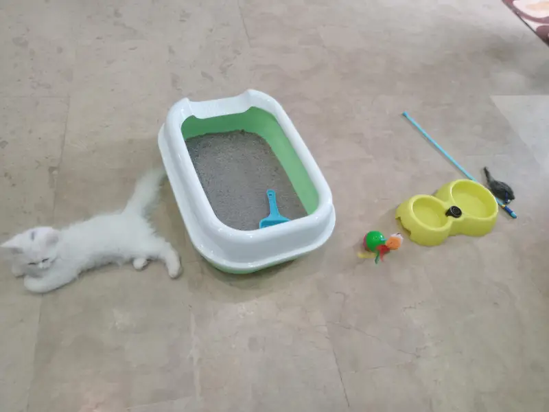 hi here is persian cate very cute avalible for sel — photo 4