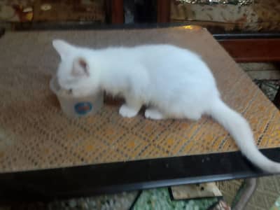 Want to sale urgent very reasonable