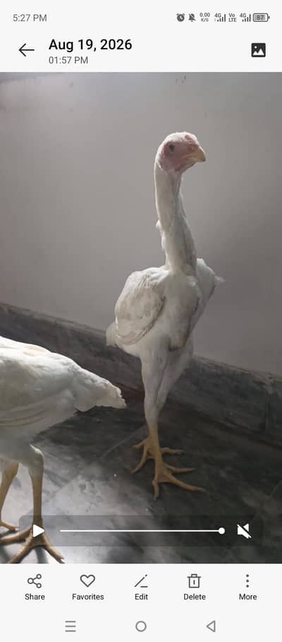 White shamo female