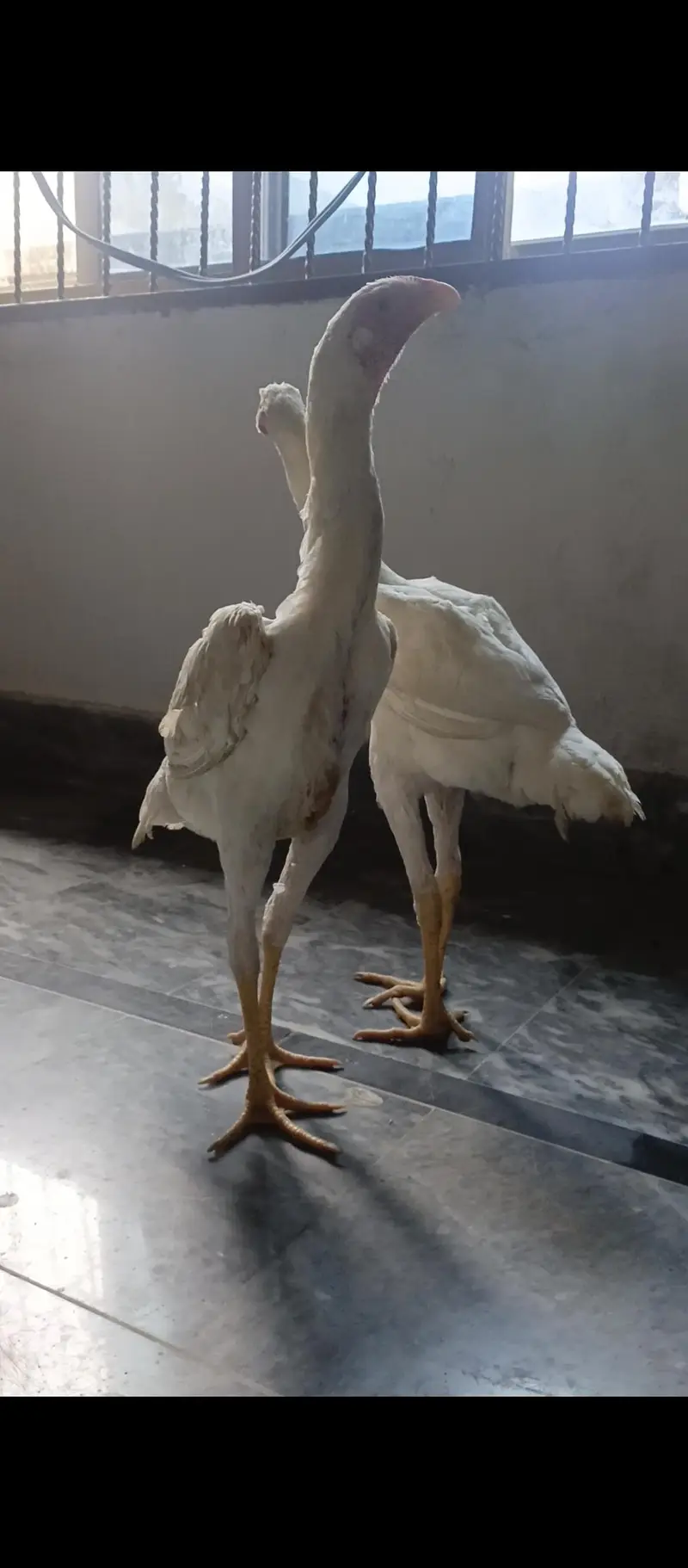 White shamo female — photo 2
