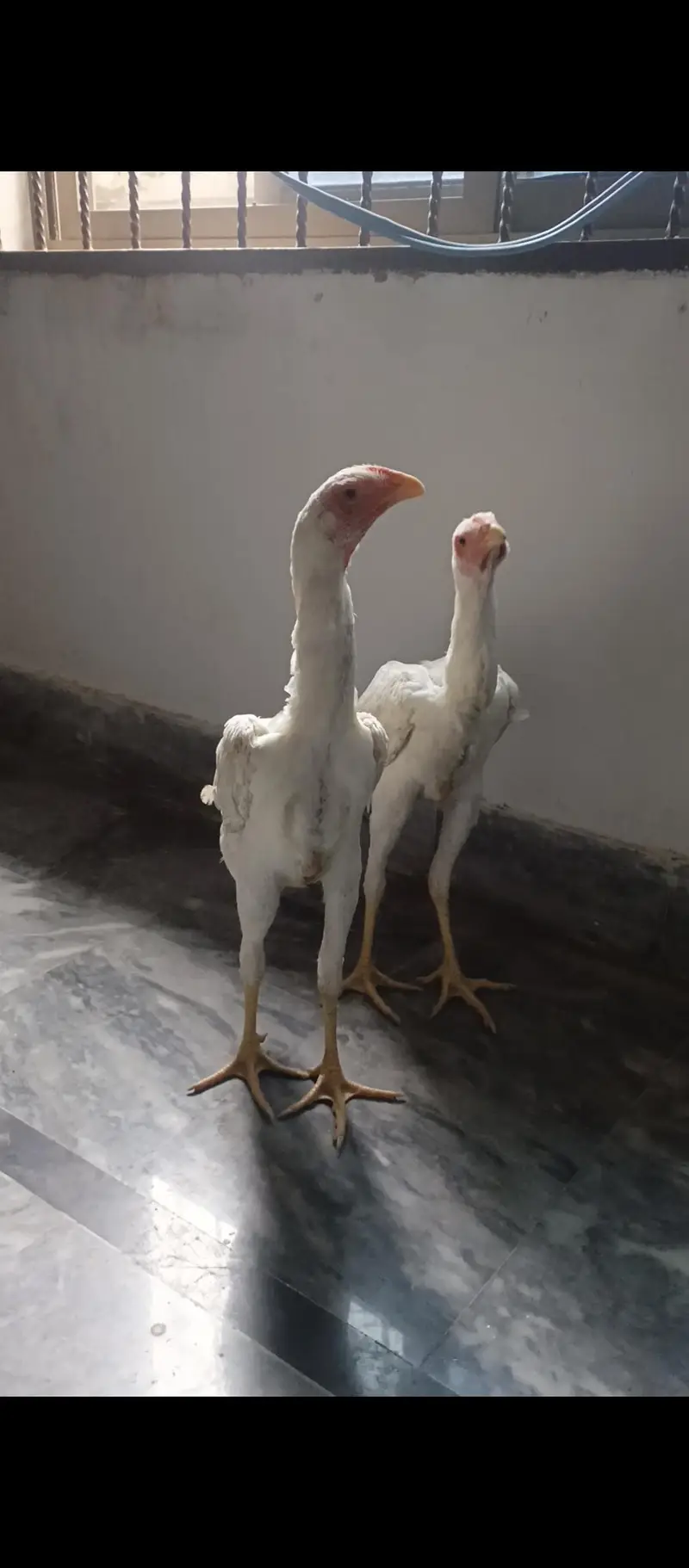 White shamo female — photo 3