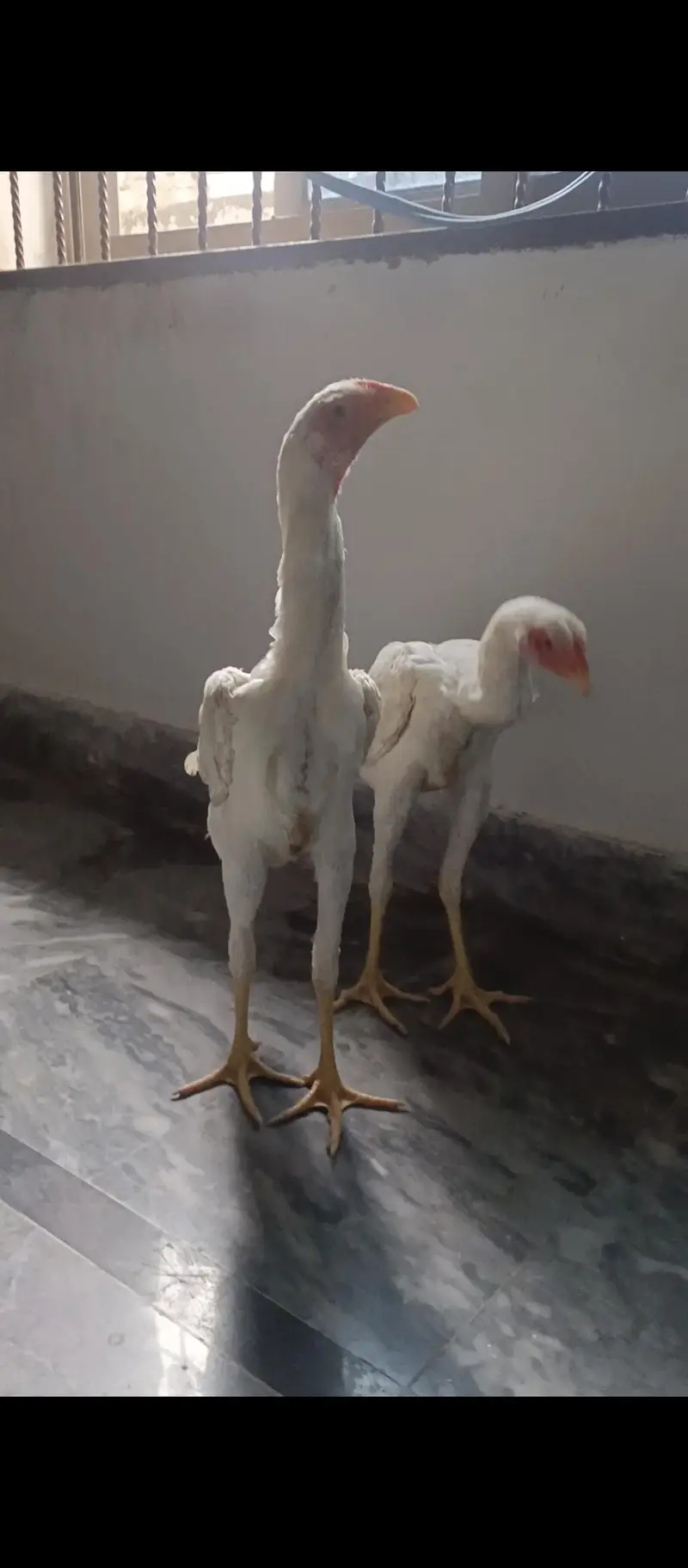White shamo female — photo 4