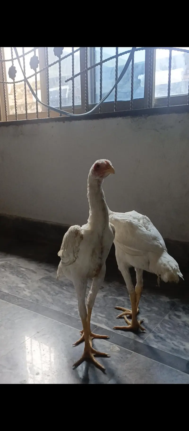 White shamo female — photo 5