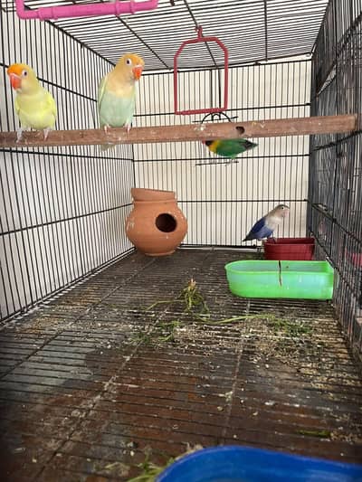 lovebirds breeder pair