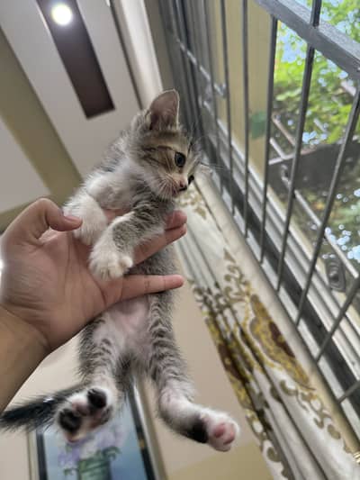 45 Days Old Fluffy Semi-Persian Kittens for Sale