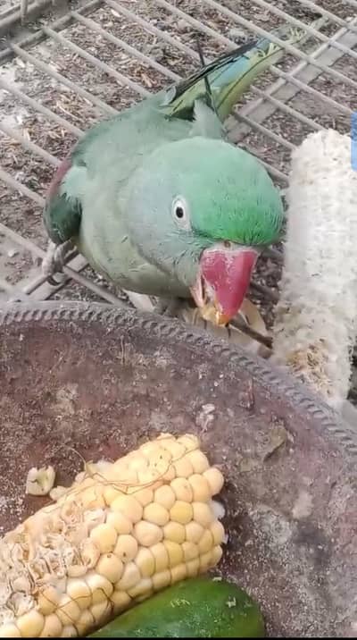 phari parrot female