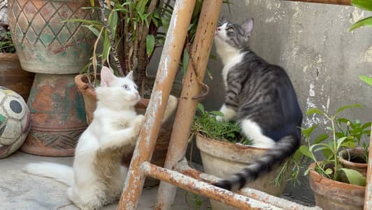 Persian kitten | double Coated | Doll Face kitten | Persian Kitten