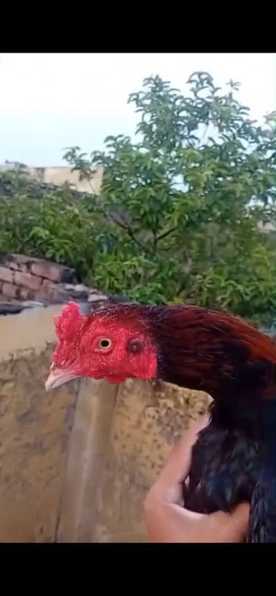 Aseel patha