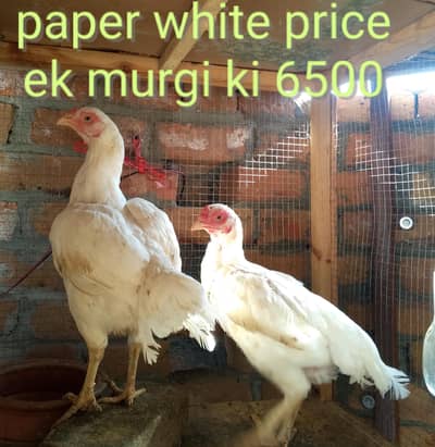 Top Quality Aseel Murga