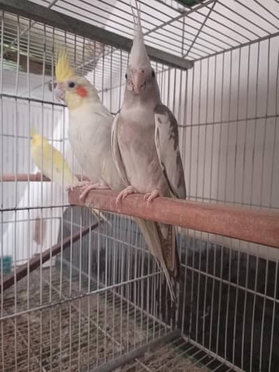 Cocktail Breeder Pair for Sale