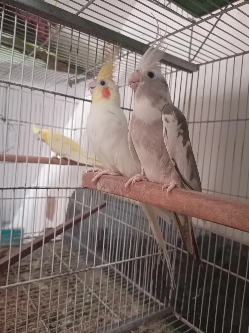 Cocktail Breeder Pair for Sale — photo 2