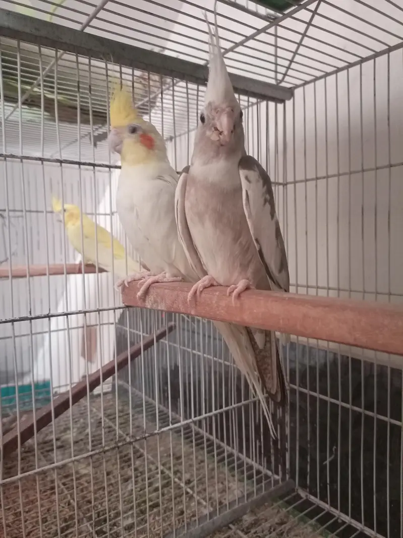 Cocktail Breeder Pair for Sale — photo 3