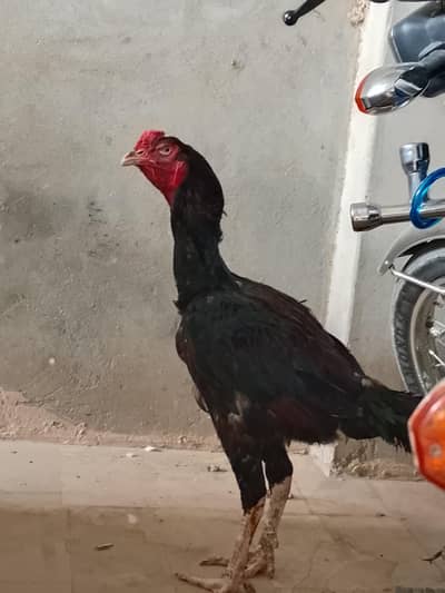 Black male