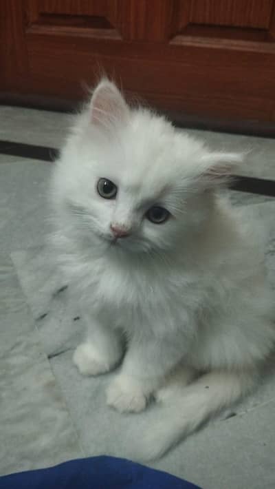 persian kitten for sale tripple coat doll face