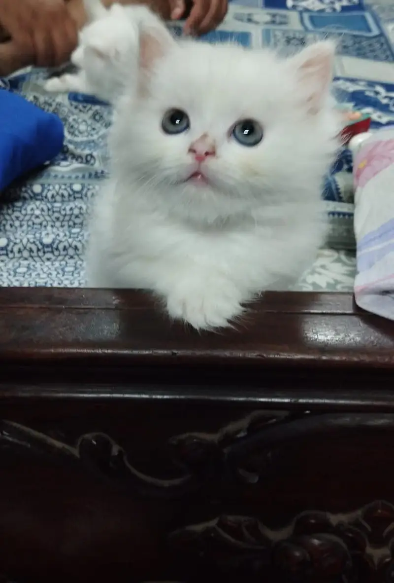 persian kitten for sale tripple coat doll face — photo 2