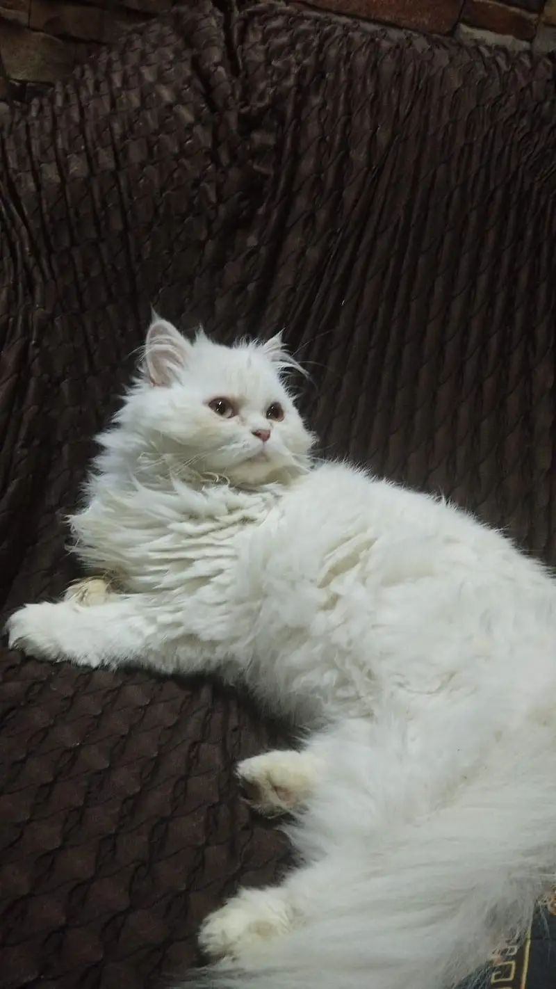 persian kitten for sale tripple coat doll face — photo 3
