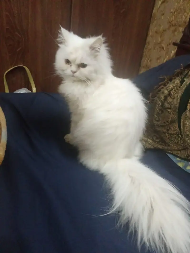 persian kitten for sale tripple coat doll face — photo 5