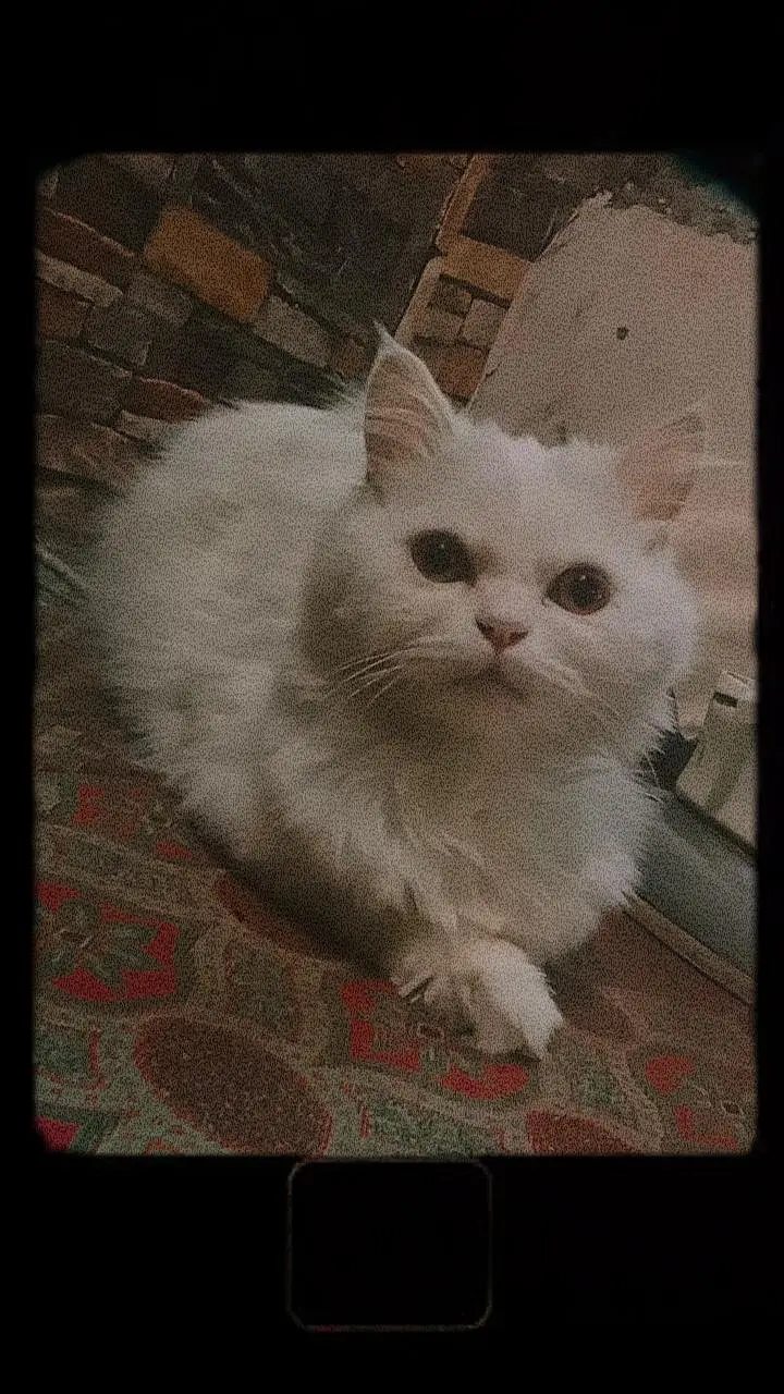 persian kitten for sale tripple coat doll face — photo 6
