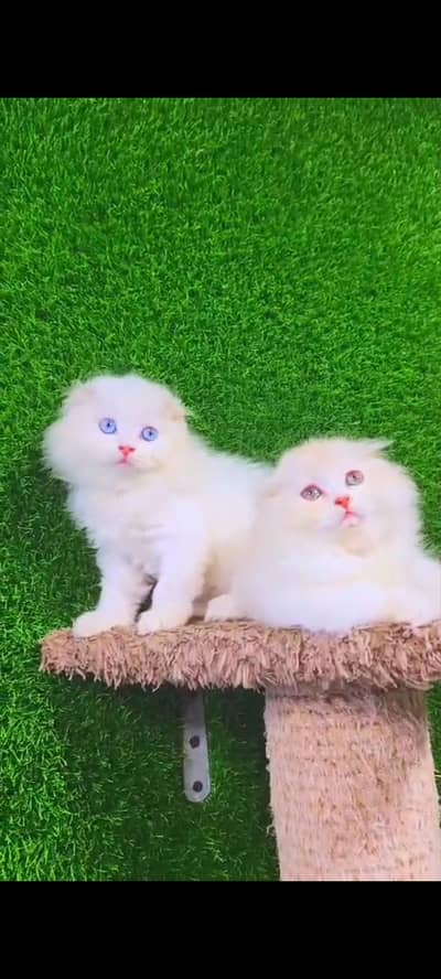 Quality Persian Punch Face cat &kittens 03476305771 WhatsApp
