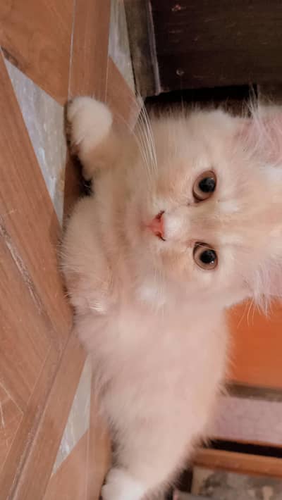 Persian kitten