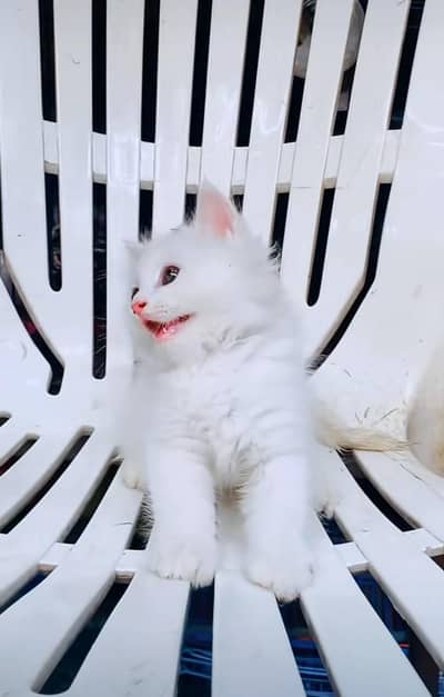 Persian kitten triple cot. for. . sale my WhatsApp03490273783