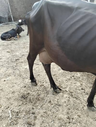 cow Sath bachra dodh 6 kg