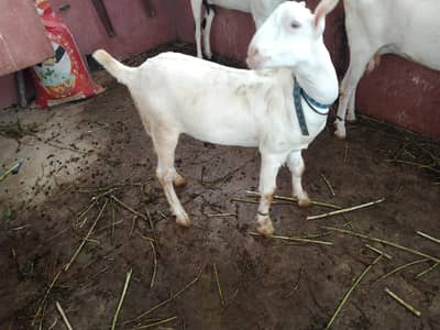 3 abluk Teedy females 4 sale