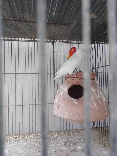 Love Bird Available
