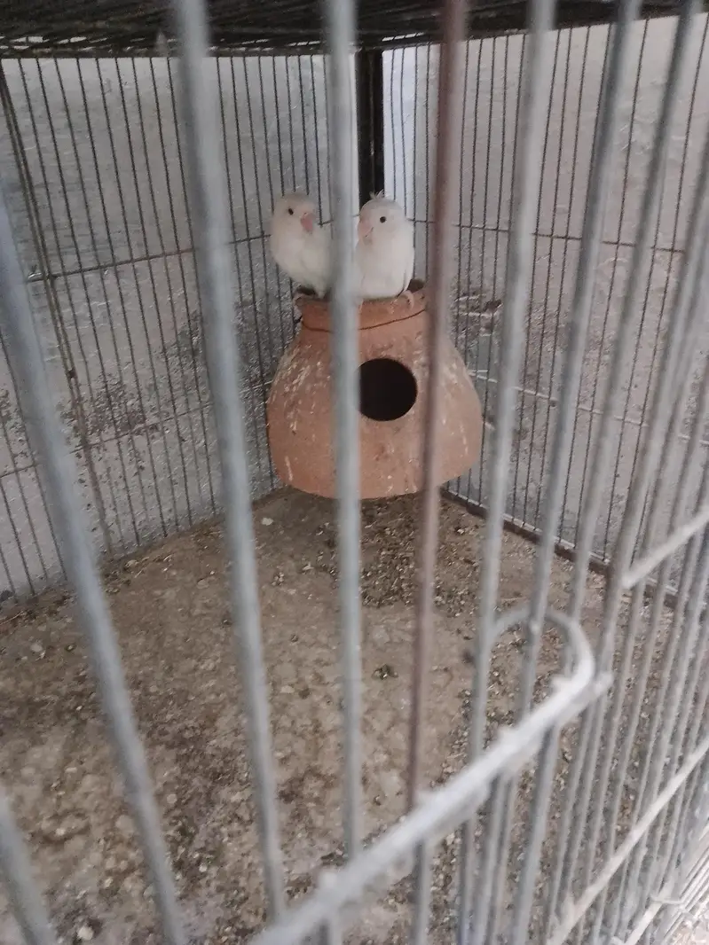 Love Bird Available — photo 2