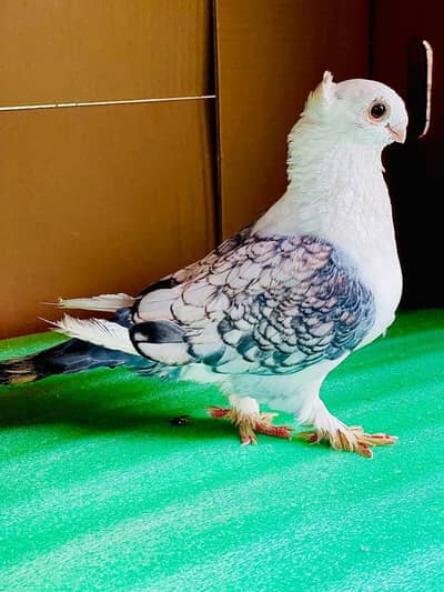 All Peigons For Sale