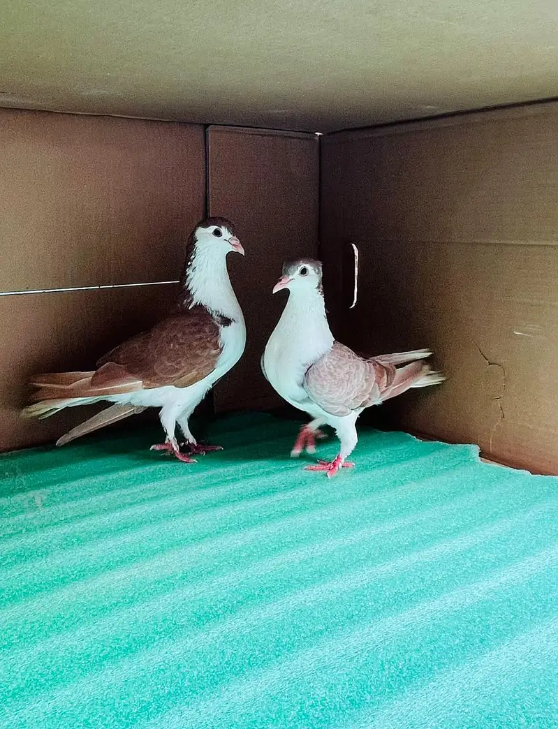 All Peigons For Sale — photo 4