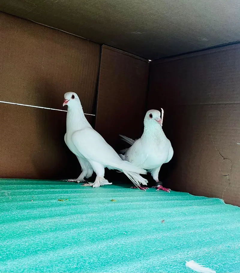 All Peigons For Sale — photo 6