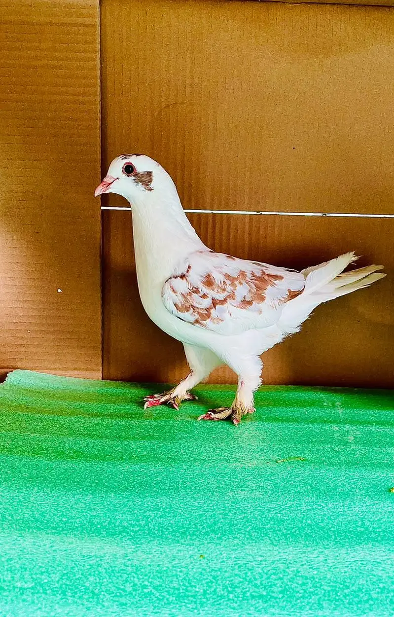 All Peigons For Sale — photo 8