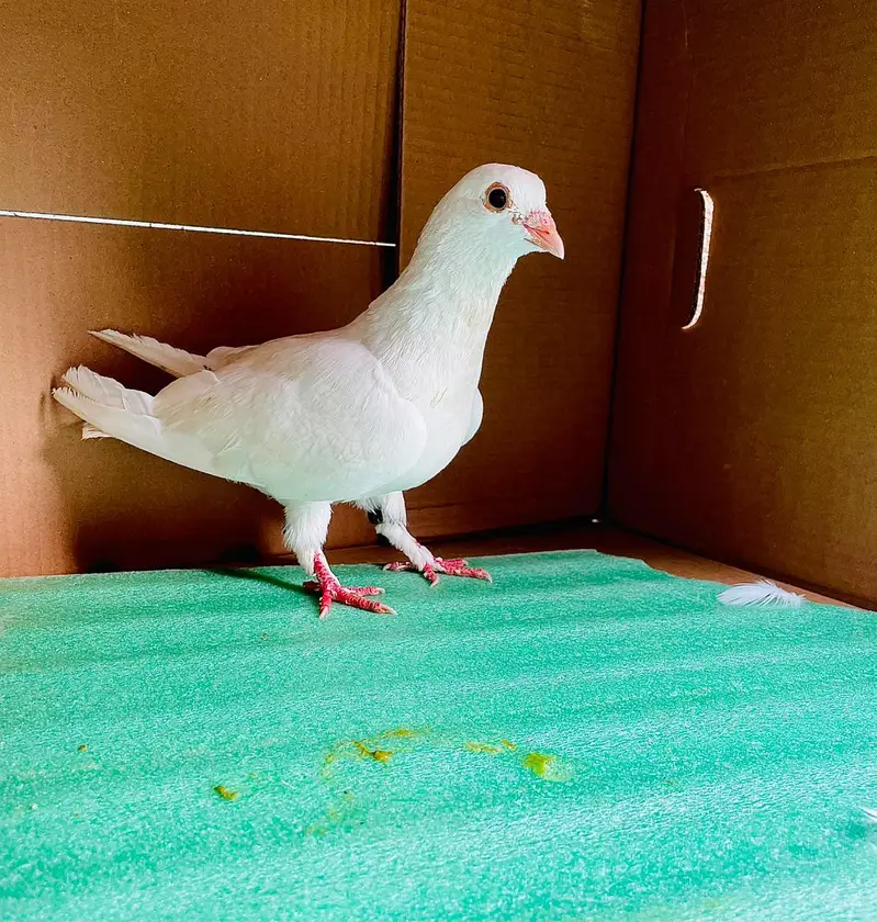 All Peigons For Sale — photo 10
