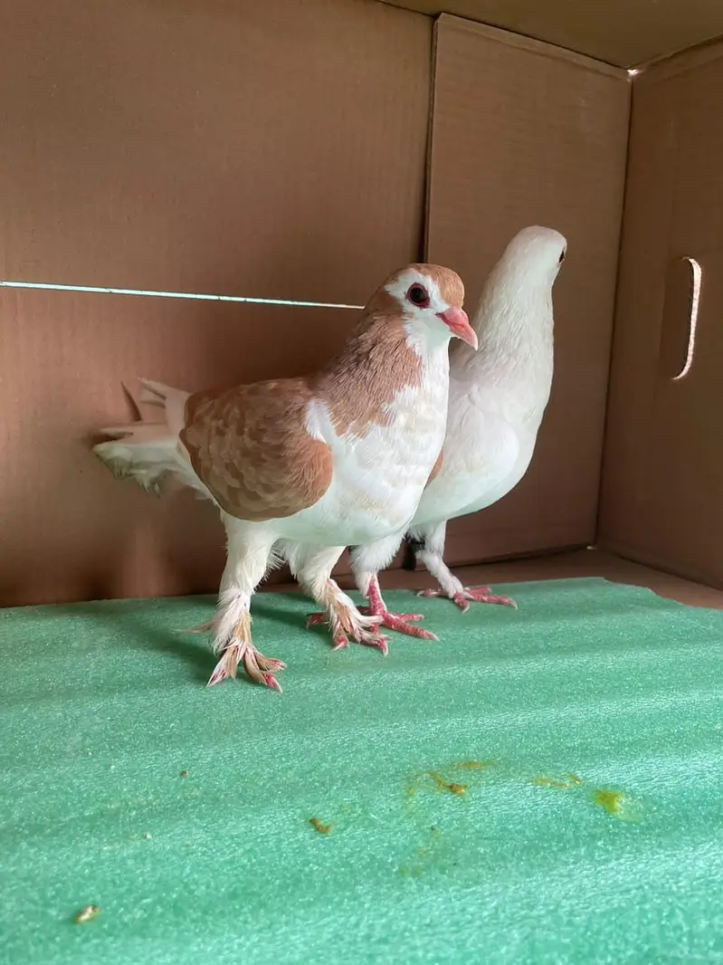 All Peigons For Sale — photo 11