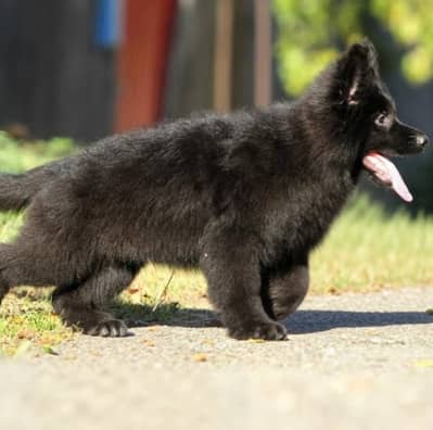 Black Shepherd Dog | Long Coat Black Shepherd Puppy | GSD Pupps
