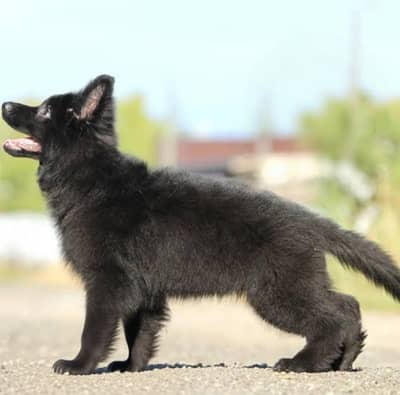 Black Shepherd Dog | Long Coat Black Shepherd Puppy | GSD Pupps