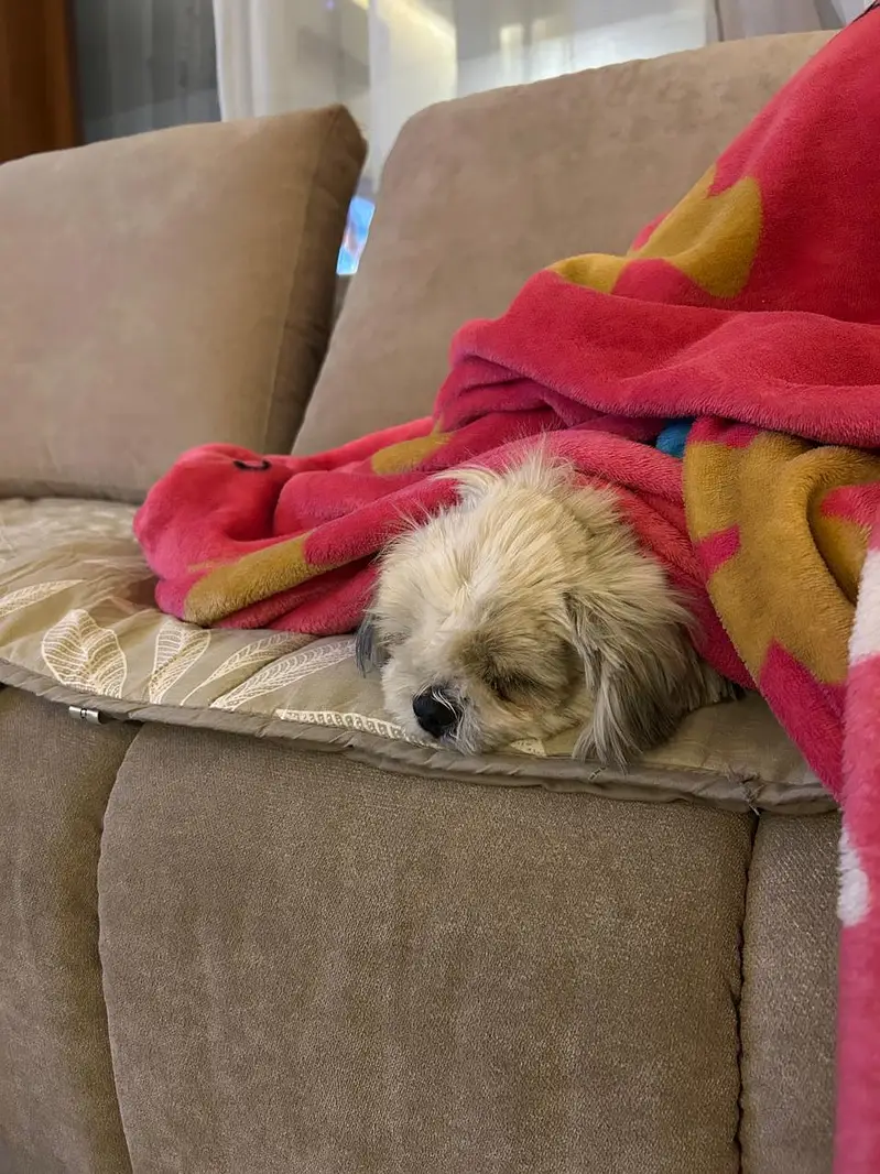 Shihtzu puppy Female — photo 2