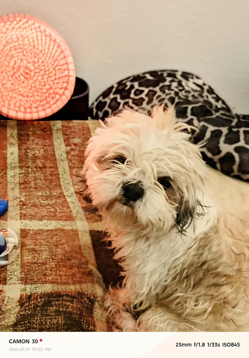 Shihtzu puppy Female — photo 3