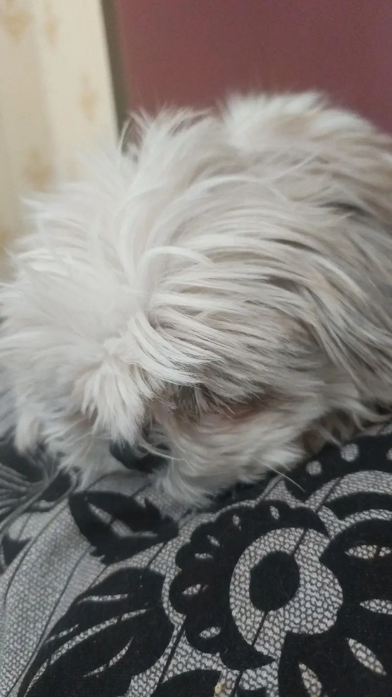 Shihtzu puppy Female — photo 4