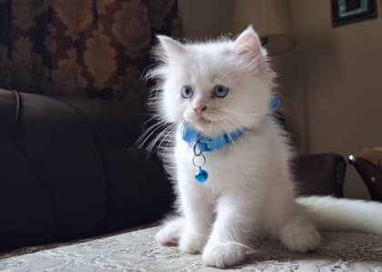 Triple Coated Male.