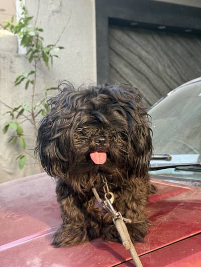 Shitzu (male -1 year)