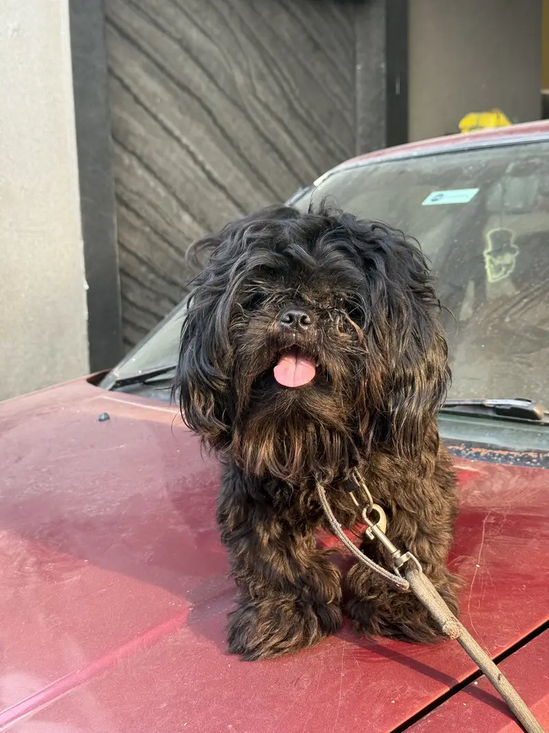 Shitzu (male -1 year) — photo 2